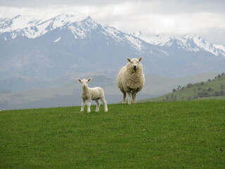 sheep and lamb near mountains