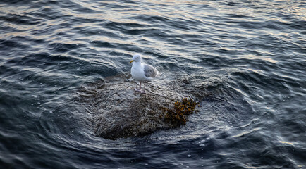 Fototapeta premium Seagull sitting on a rock on the West Coast of Pacific Ocean. Taken in West Vancouver, British Columbia, Canada.