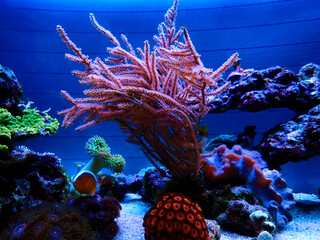 Grube's Photosynthetic Pink Gorgonian coral - Pinnigorgia flava