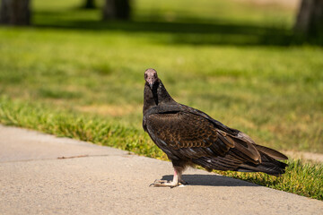 Turkey vulture (Cathartes aura) stands on a path in the park. 