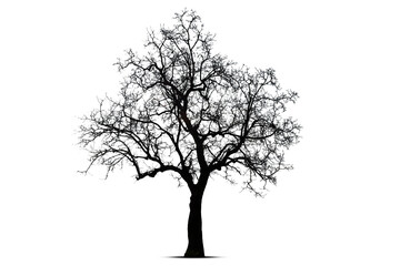 Obraz premium Black dead tree branches with clipping path isolated on white background.
