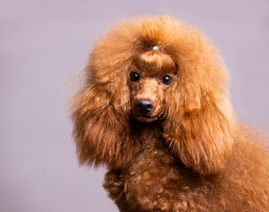 red-haired little toy poodle on a white background