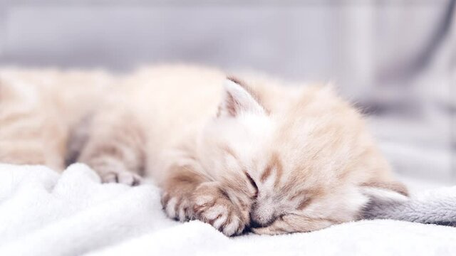 The kitten is sleeping on a gray plaid close-up. A month old kitten. Scottish purebred cat.