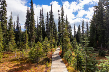 Hiking trail outdoors in Canadian nature. Sunny Fall Season. Taken in Garibaldi Provincial Park,...