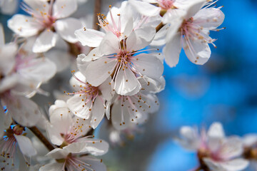 Brunch of apple tree flowers on the bright blue sky background
