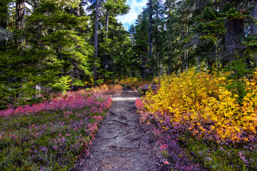 Hiking trail outdoors in Canadian nature. Sunny Fall Season. Taken in Garibaldi Provincial Park,...