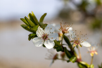 cherry blossoms in the sun
