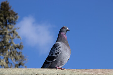 Pretty domestic pigeon against a blue sky
