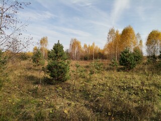 Fototapeta premium autumn landscape