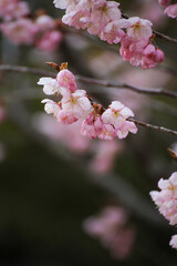 知恩寺の富士桜
