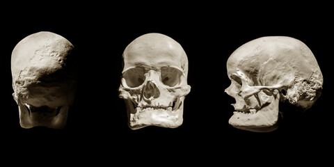 Human skull , Biology