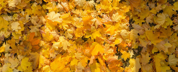 Autumn yellow maple leaves panorama banner. Fallen bright leaves on the ground. Autumn background with lots of colorful maple leaves.