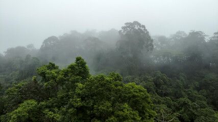Misty jungle in Mata Atlantica (Atlantic Rainforest biome) in Sao Paulo state, Brazil