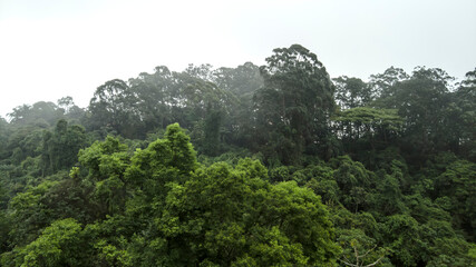 Fototapeta na wymiar Misty jungle in Mata Atlantica (Atlantic Rainforest biome) in Sao Paulo state, Brazil