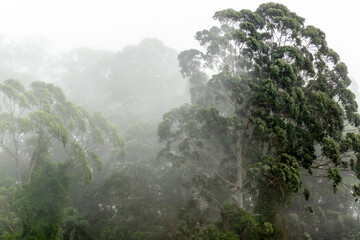 Misty jungle in Mata Atlantica (Atlantic Rainforest biome) in Sao Paulo state, Brazil