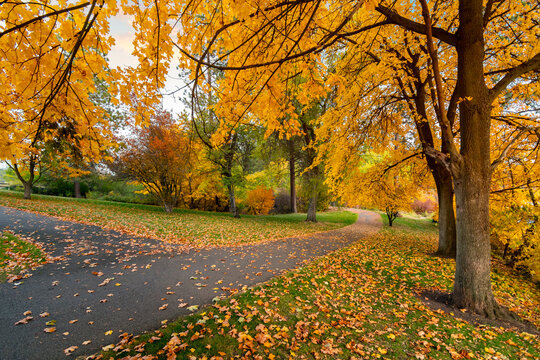 A shady path and trail at Plantes Ferry park and beach along the river, with fall colors at autumn in Spokane Valley, Washington, USA.