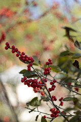 closeup Red Berries