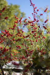 Red berries with blue sky