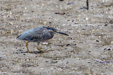 Striated Heron (Butorides striata), isolated, hunting motionless in the middle of the mangrove
