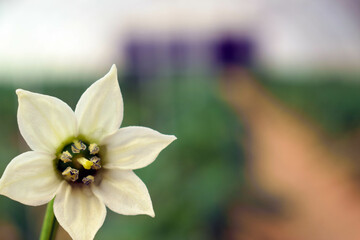 Close up of single, white colored, flower . High quality photo, with smooth background