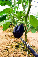 eggplant hanging on tree in the plantation, at greenhouse
