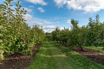 Fototapeta na wymiar Apple Orchard Late Fall