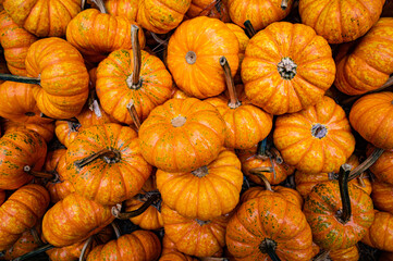 A flat view group of small orange pumpkins in a box on a farm.