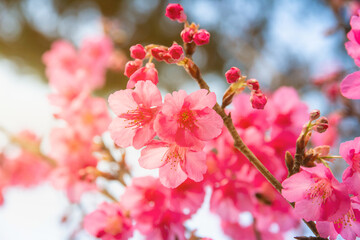 Fototapeta na wymiar beautiful cherry blossom, Prunus cerasoides in Thailand, Sakura on the high mountains of doi angkhang Chiang Mai. Spring background and beautiful natural scenery,Soft focus