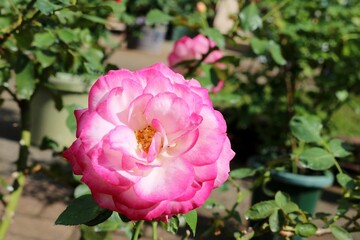 陽ざしを浴びて素敵に咲くバラの花