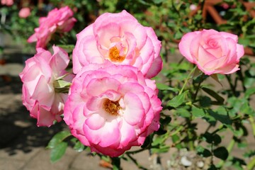 陽ざしを浴びて素敵に咲くバラの花