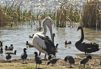 Bird wildlife on the lake beside a refinery, black swans, pelicans and waterfowl are abundant.
