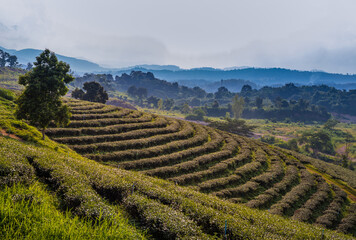Fototapeta na wymiar Green tea plantation landscape of Doi Mae Salong, Chiangrai Thailand. Selective focus.