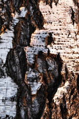 Birch Bark Texture. Natural pattern of birch tree wood. Paper close-up background.