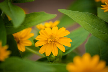 golden button flower
