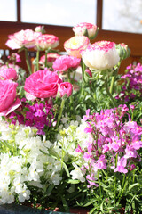 Obraz na płótnie Canvas pink hydrangea flowers