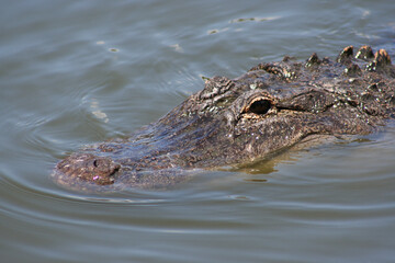 Dark eye of a partially submerged wild alligator in the Florida Everglades