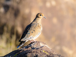 dove on a rock