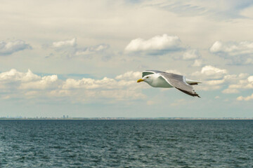Fototapeta na wymiar White gull flying Lower New York Bay