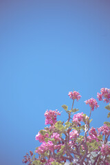 Walppaper Vintage Flower