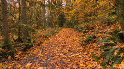Fall carpet of golden leaves on TransCanada Trail near Simon Fraser University, Burnaby, BC. - obrazy, fototapety, plakaty