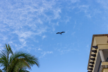 oiseau en vol loin dans le ciel avec de grandes ailes sur fond de ciel bleu