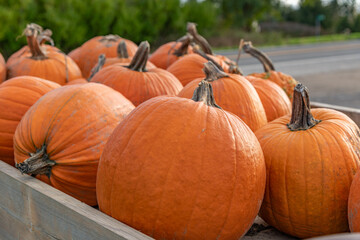 Pumpkins on a Farm Cart