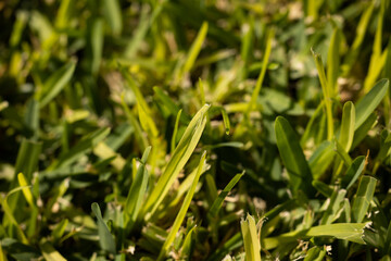 beautiful green grass close up