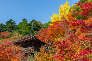 Fototapeta premium ああ、美しきかな、ニッポンの紅葉