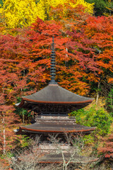 ああ、美しきかな、ニッポンの紅葉