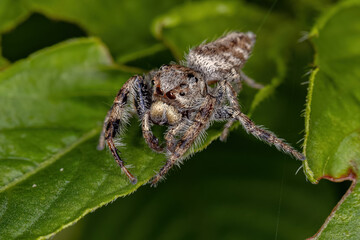 Small Jumping Spider