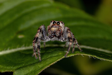 Small Jumping Spider
