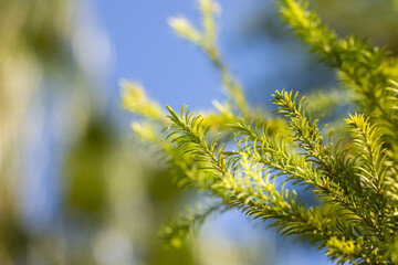 beautiful leaves of pine tree