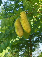 Gymnocladus dioicus seed pods and leaves..The tree is also known as Kentucky coffeetree.