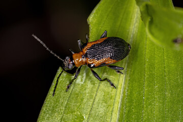 Adult Leaf Beetle